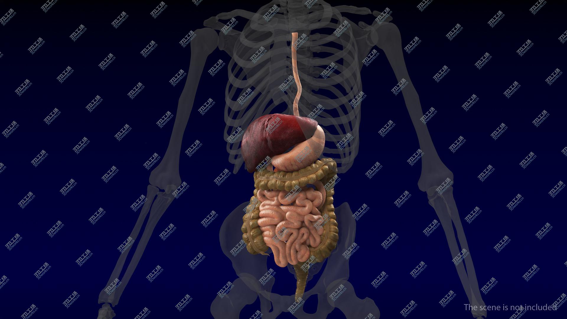 images/goods_img/2021040232/3D Human Digestive System model/5.jpg